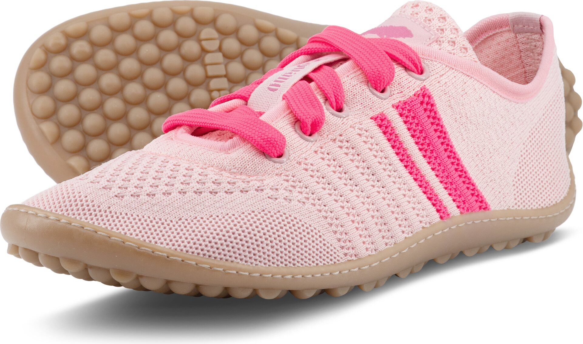 Leguano Caribeo Rose